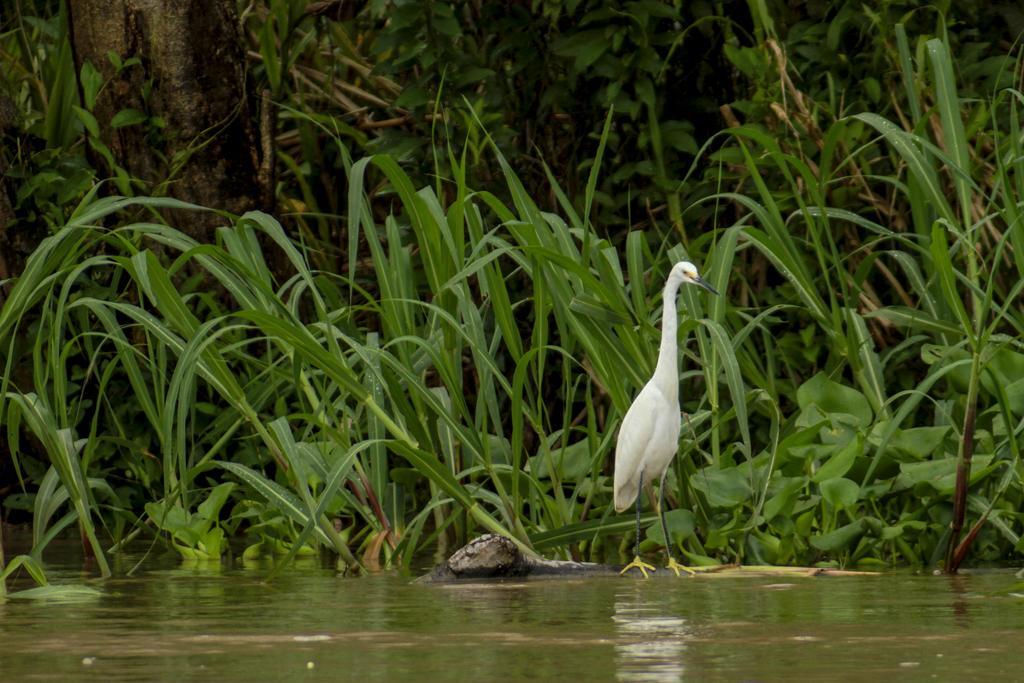 Heliconia Amazon River Lodge Francisco de Orellana Exterior photo